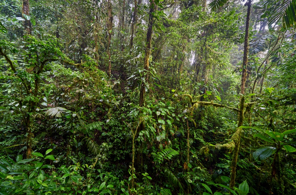 a lush green forest filled with lots of trees