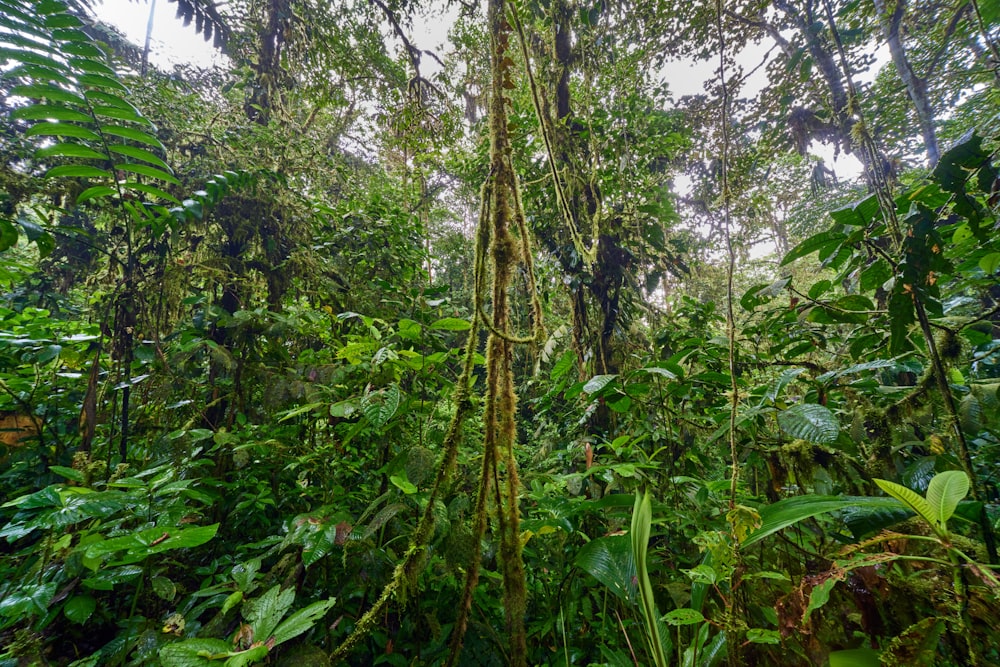 a lush green forest filled with lots of trees