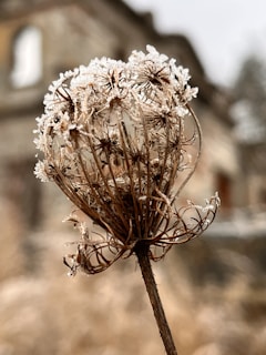 A close-up of a dried plant stem with intricate, frost-covered seed heads against a blurred background. The structure of the plant is delicate, with fine, curled branches coated in a thin layer of ice.