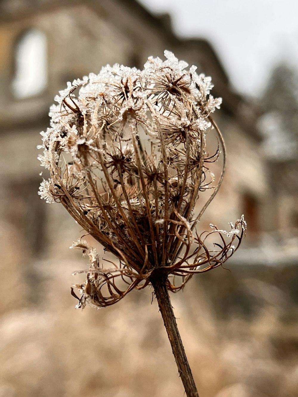 a close up of a flower with a building in the background