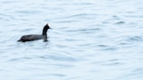 A black bird with a white beak and a small red spot on its head is floating on gently rippling water.
