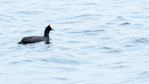 A black bird with a white beak and a small red spot on its head is floating on gently rippling water.