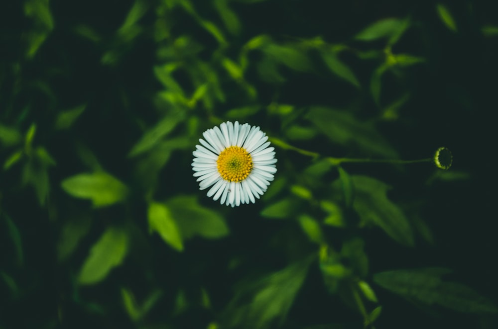 a white flower with a yellow center surrounded by green leaves