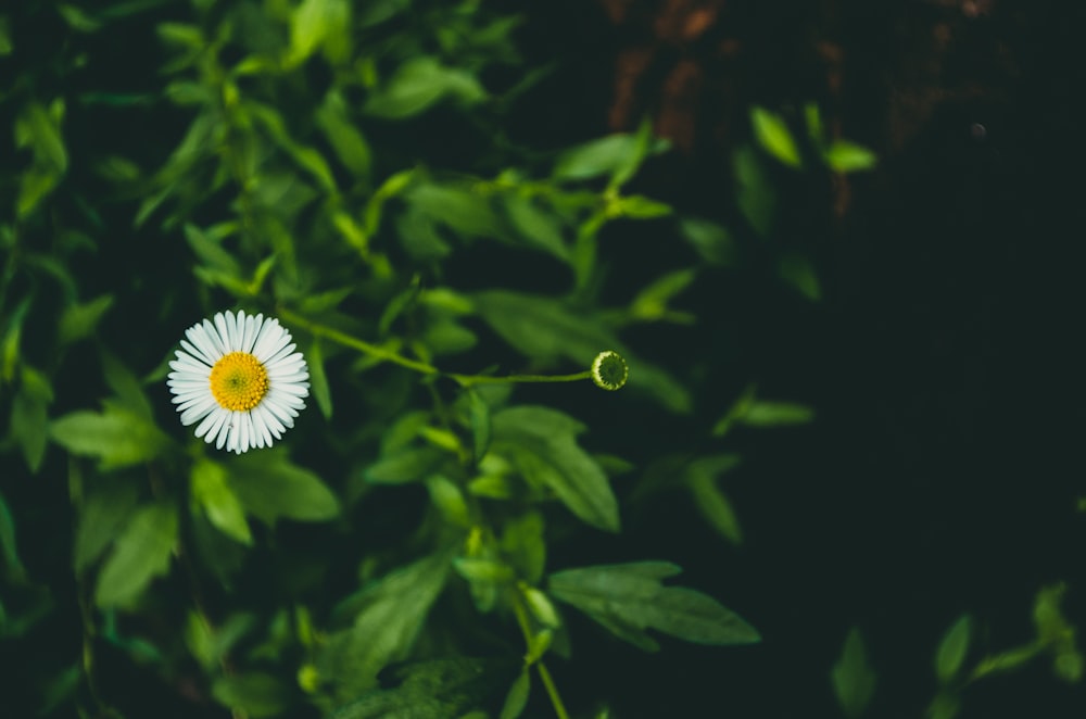 a white flower with a yellow center surrounded by green leaves