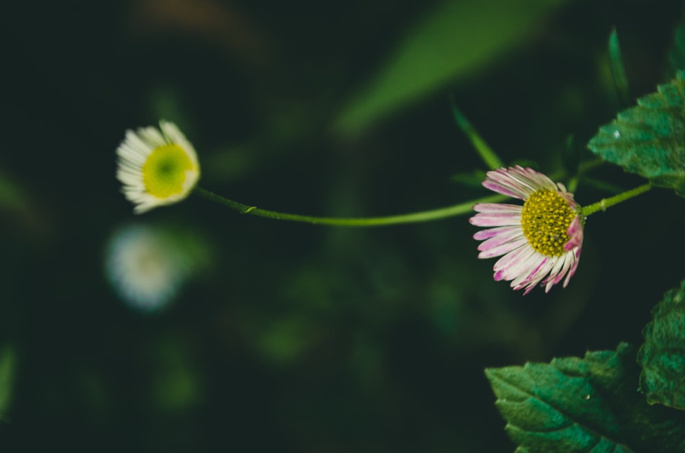 a close up of two flowers on a plant