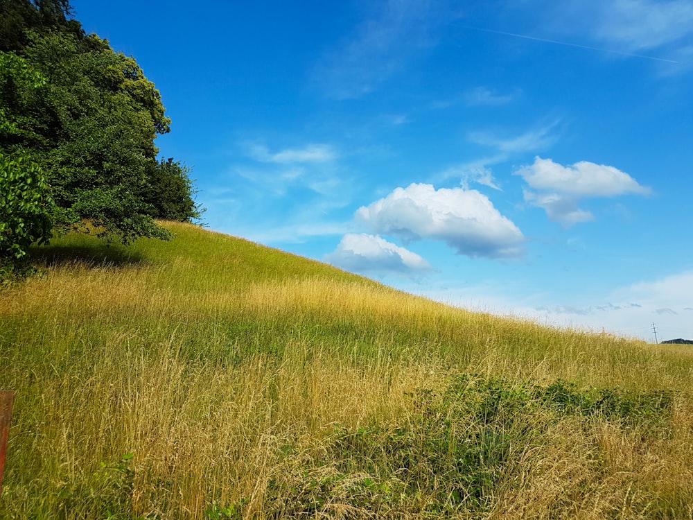 a grassy hill with trees and a blue sky in the background