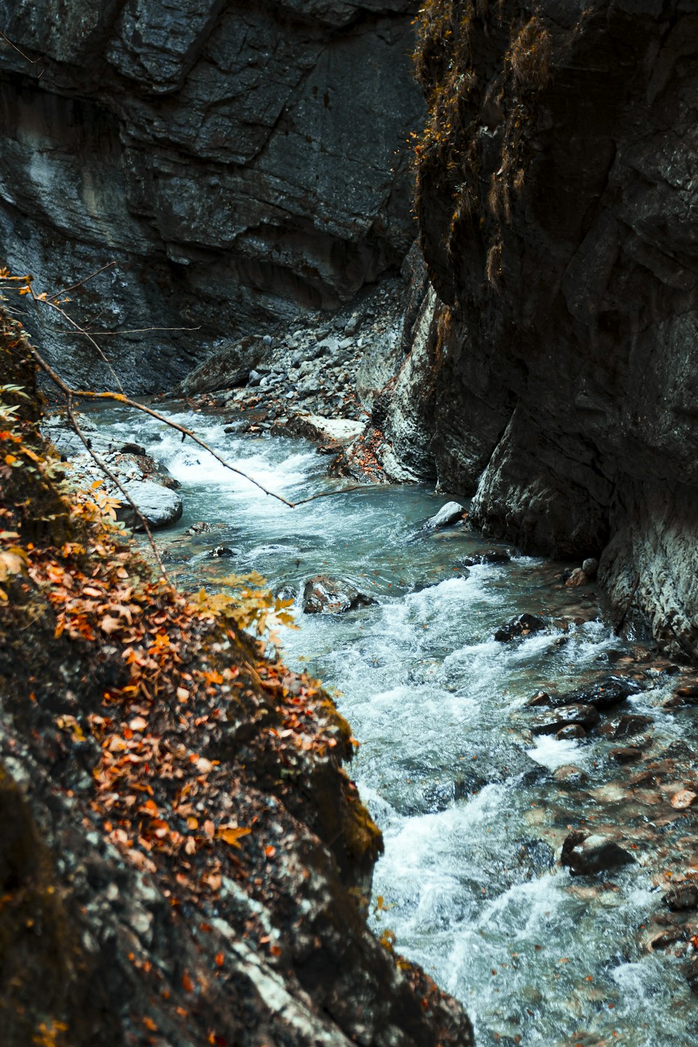 a river flowing through a lush green forest