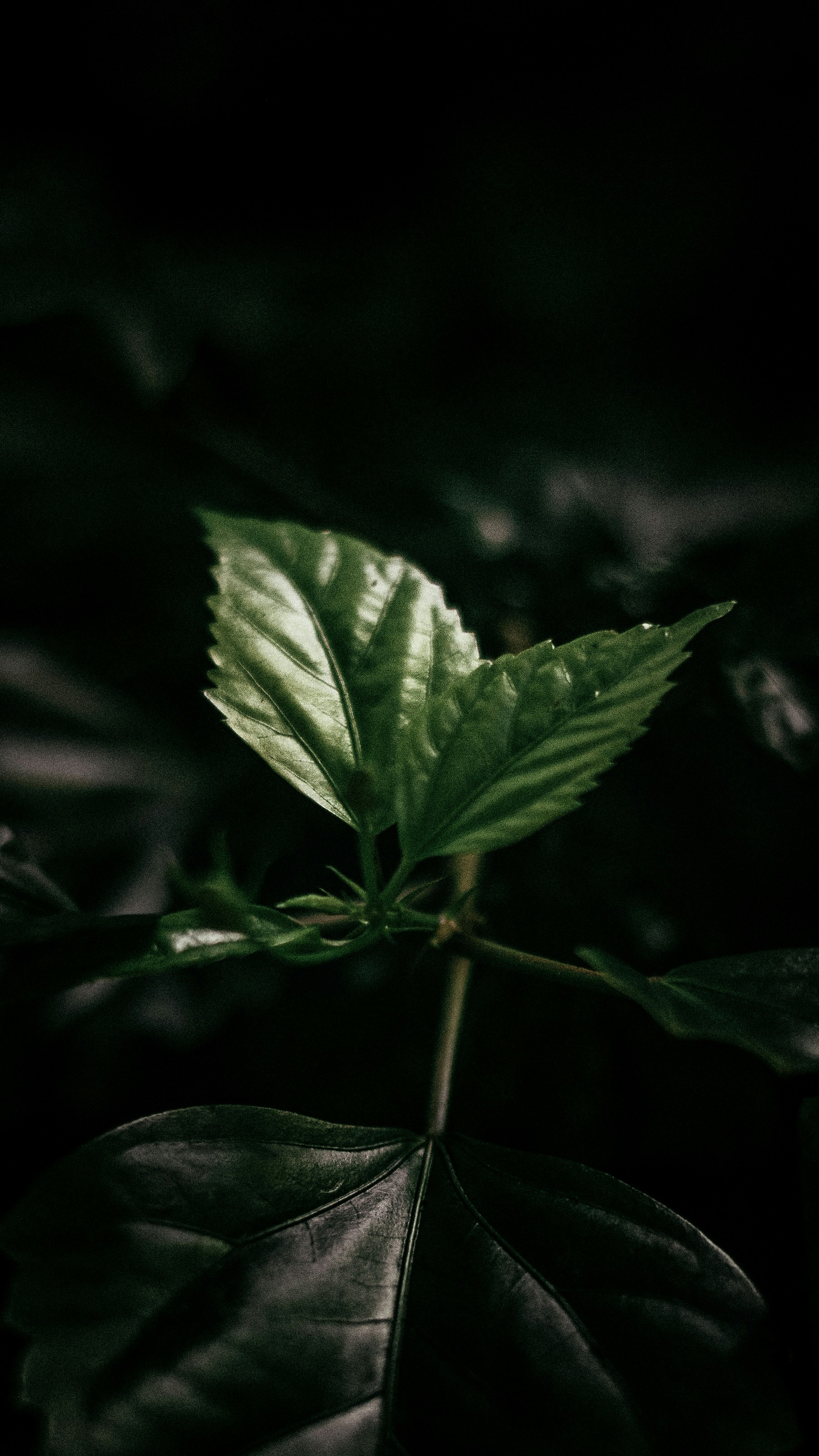 Photo by rubenstein111rebello