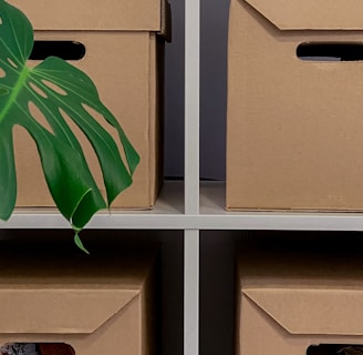 a plant in a cardboard box on a shelf