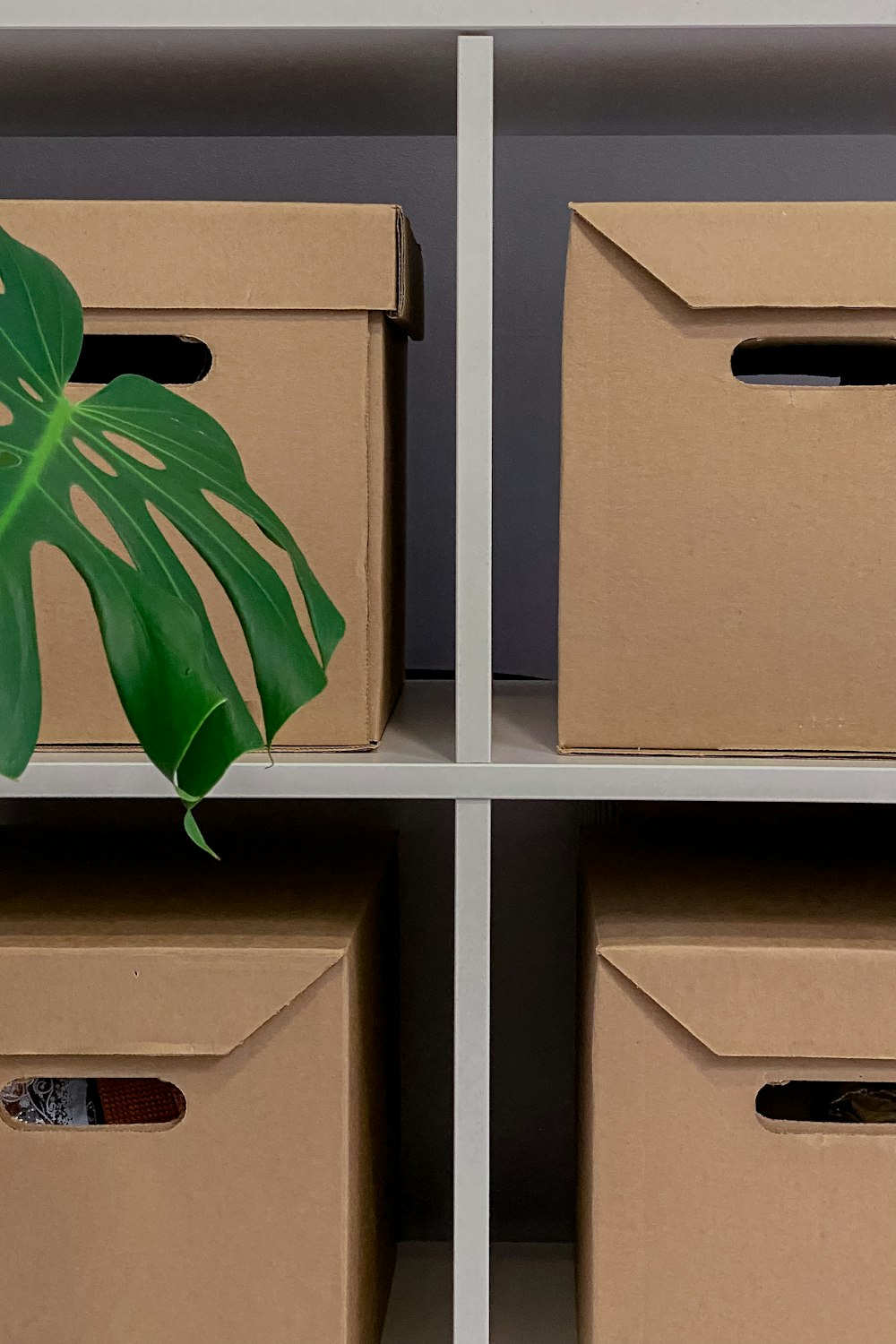 uma planta em uma caixa de papelão em uma prateleira