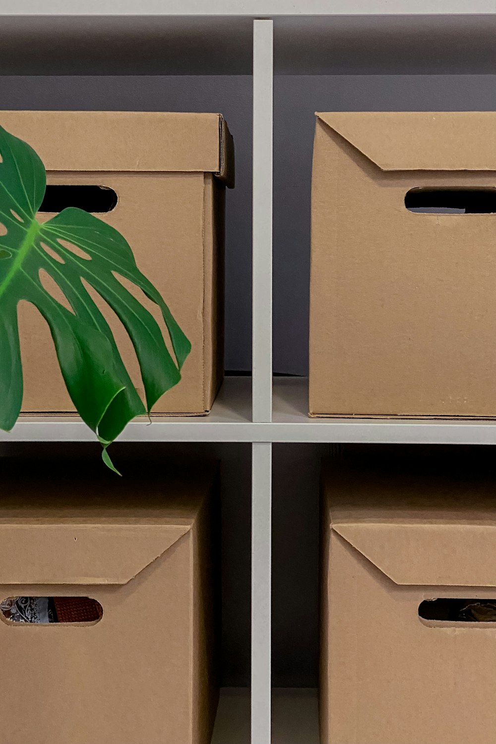 une plante dans une boîte en carton sur une étagère