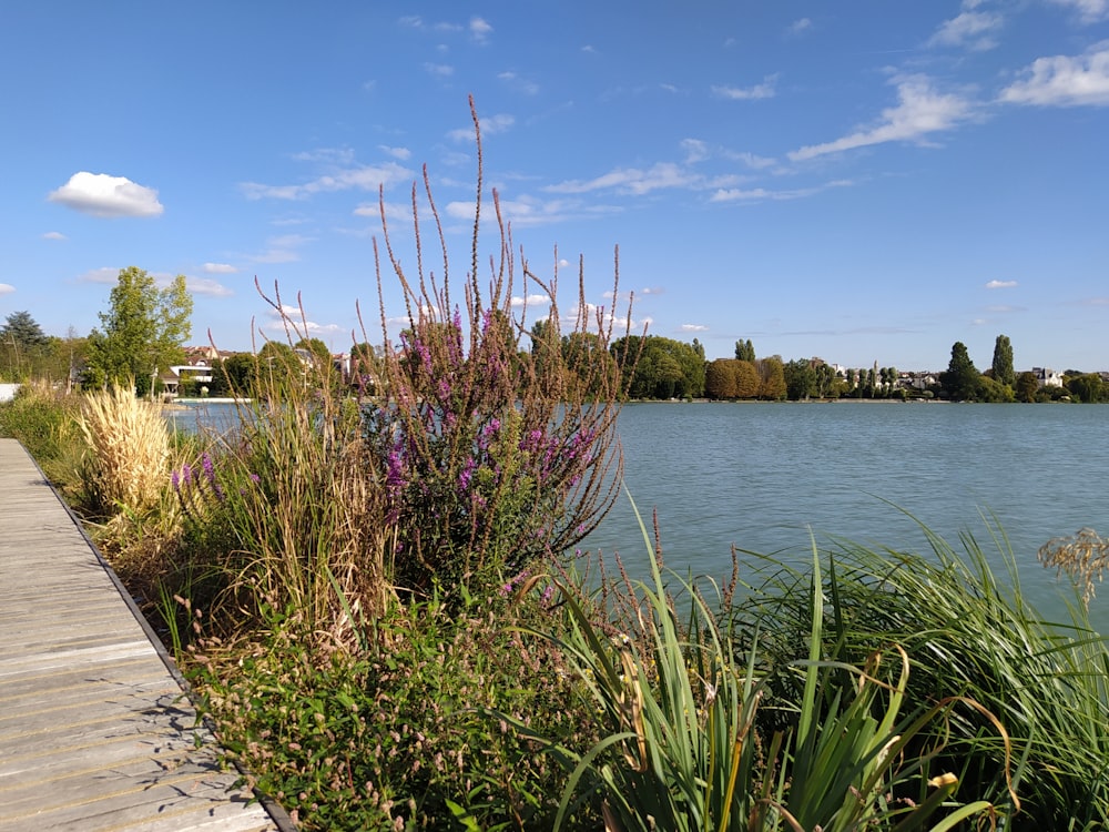 a body of water surrounded by a lush green field