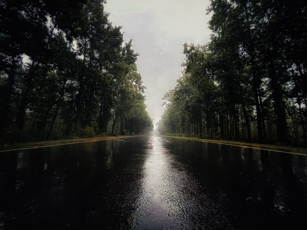 a wet road with trees lining both sides of it