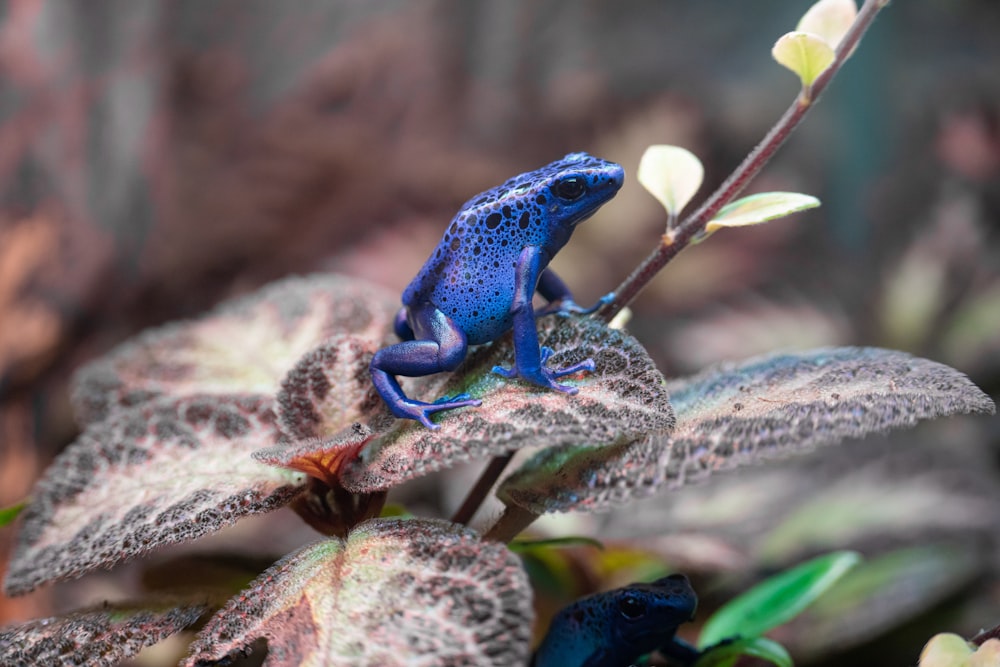 a blue frog sitting on top of a leaf