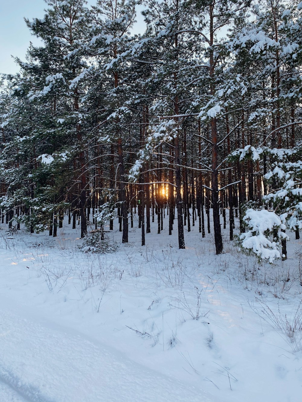 a path through a snowy forest with lots of trees