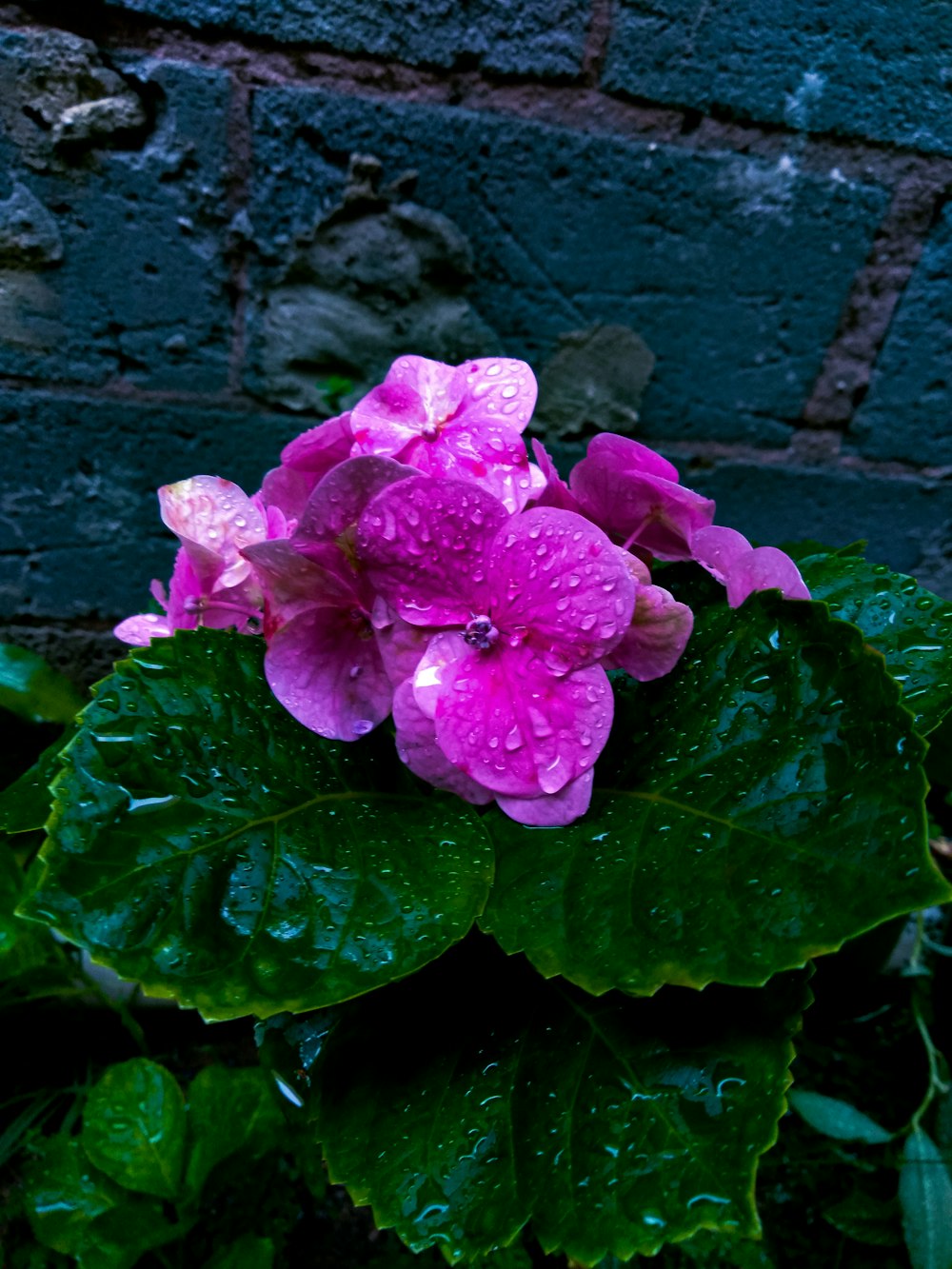 una flor rosa con hojas verdes frente a una pared de ladrillo