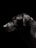 A black dog with glossy fur is highlighted against a dark background. The dog's profile faces to the left, capturing its alert and focused gaze. The lighting accentuates the texture of the fur, creating a striking contrast with the black backdrop.