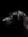 A black dog with glossy fur is highlighted against a dark background. The dog's profile faces to the left, capturing its alert and focused gaze. The lighting accentuates the texture of the fur, creating a striking contrast with the black backdrop.