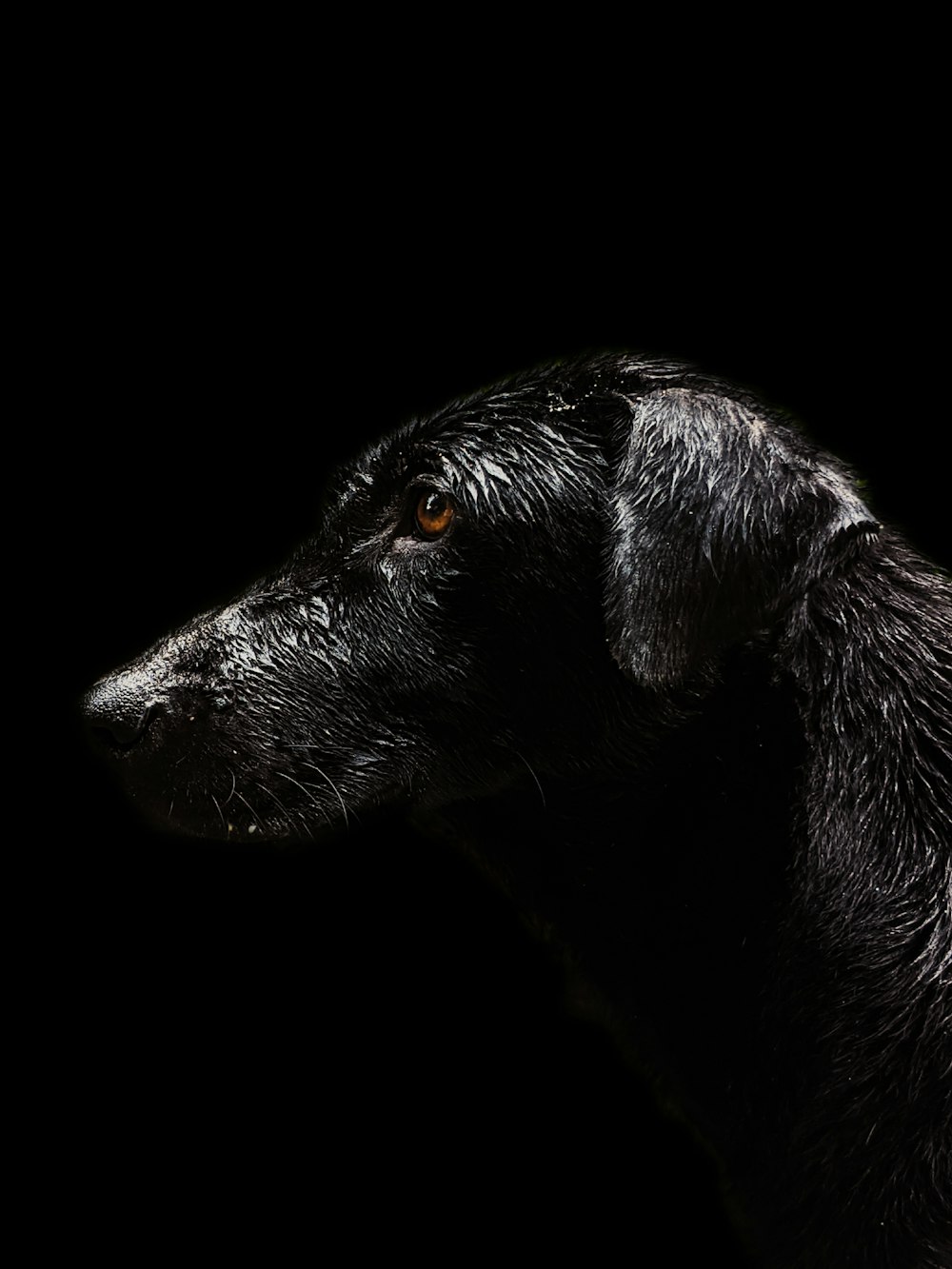 a close up of a black dog on a black background