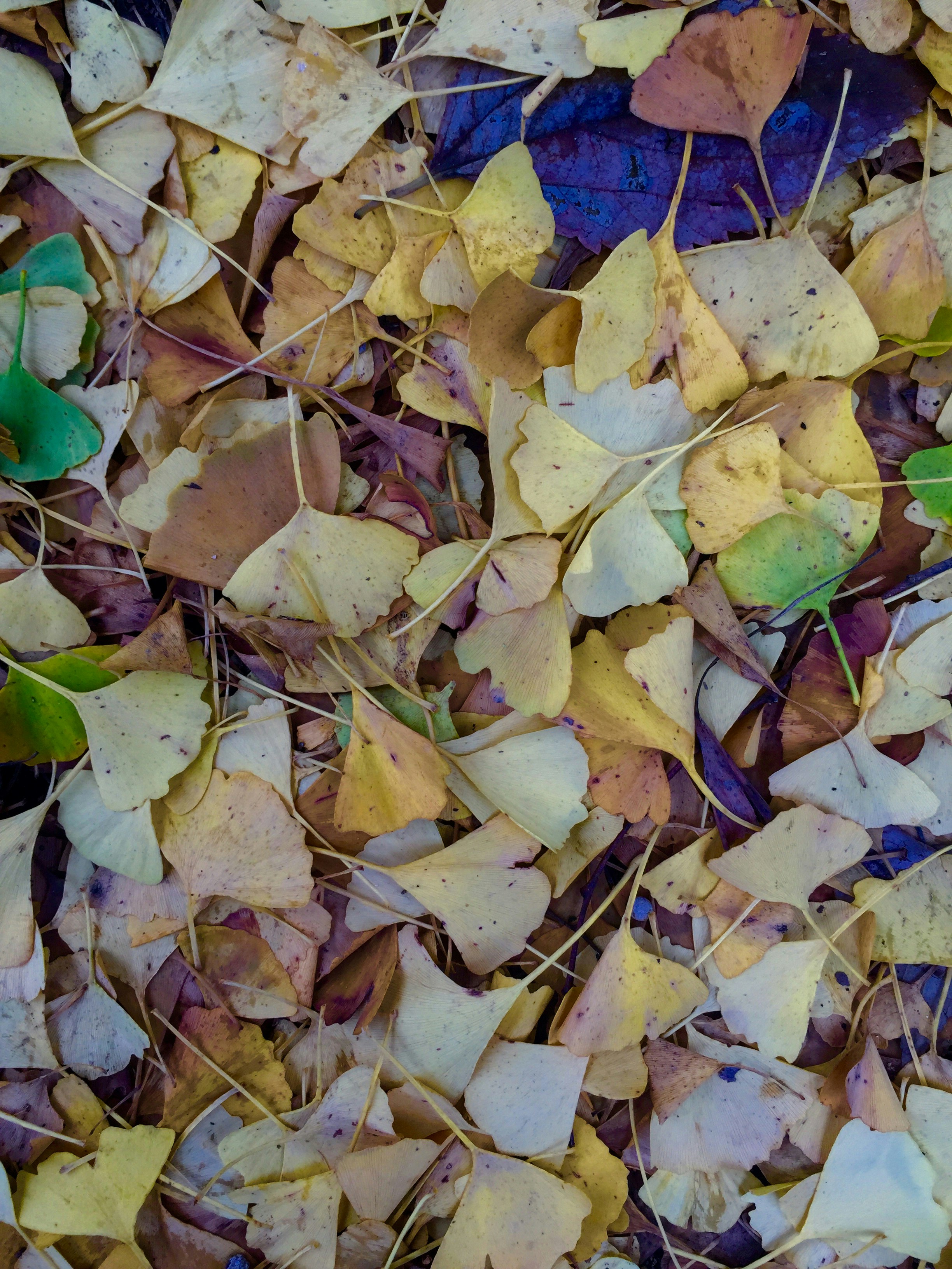 Photo by stefaniajanemarino