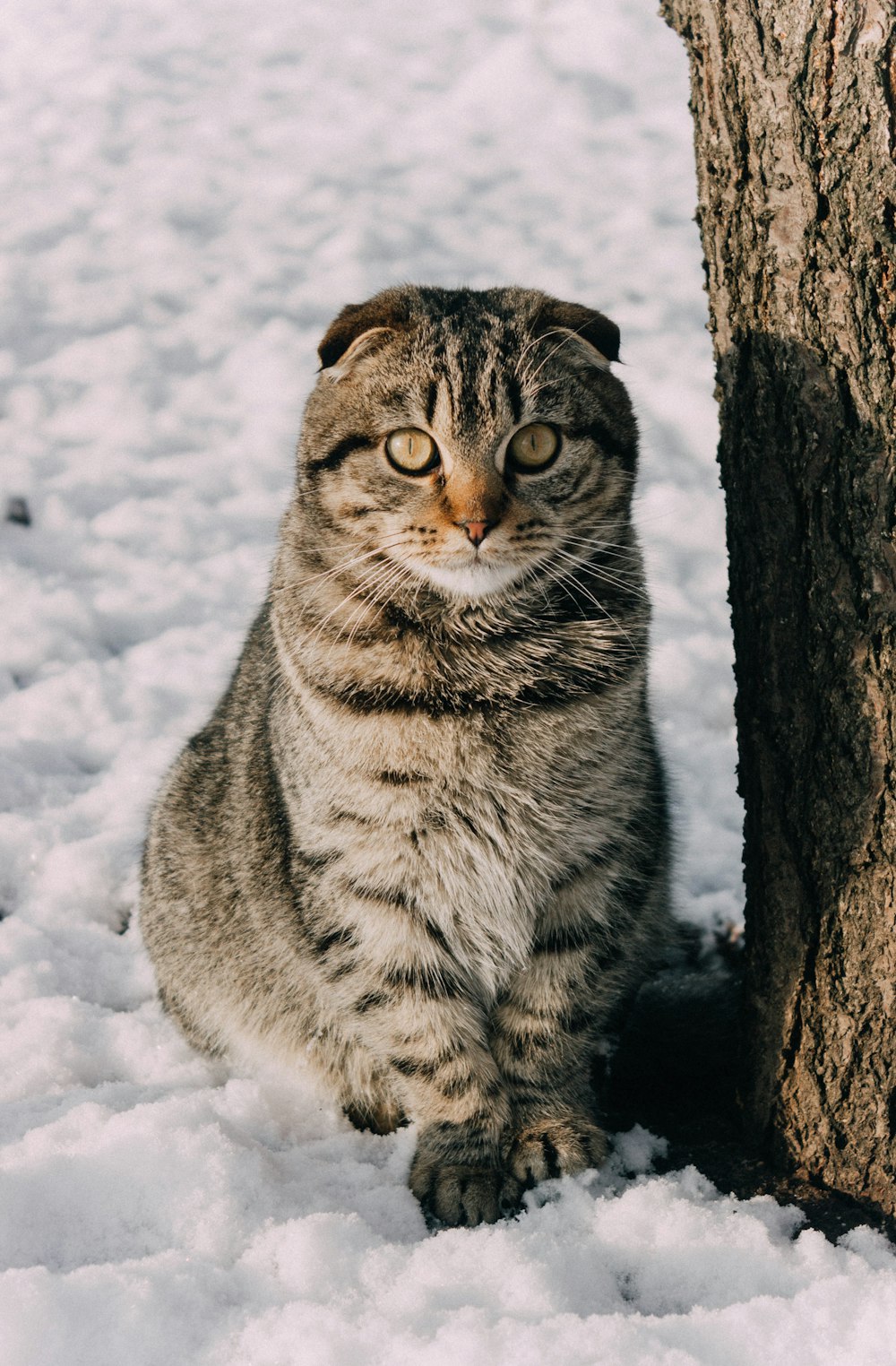 a cat sitting next to a tree in the snow