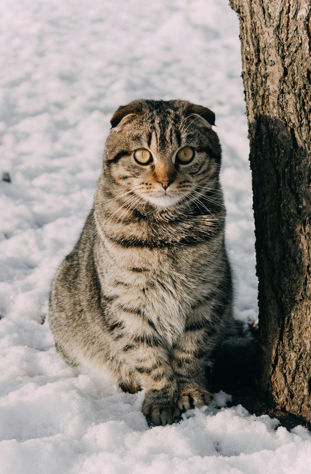 Eine Katze sitzt neben einem Baum im Schnee