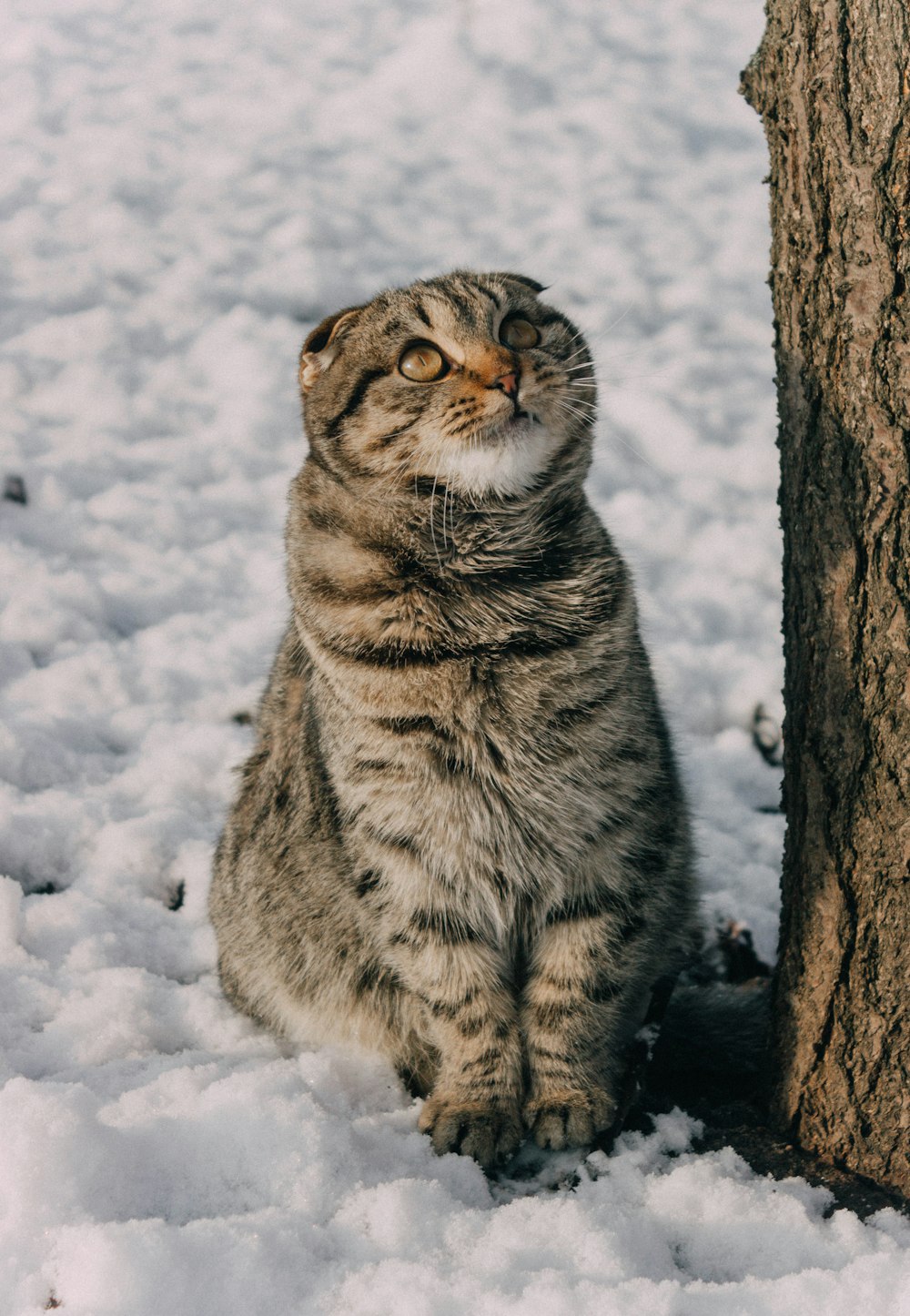 a cat sitting next to a tree in the snow