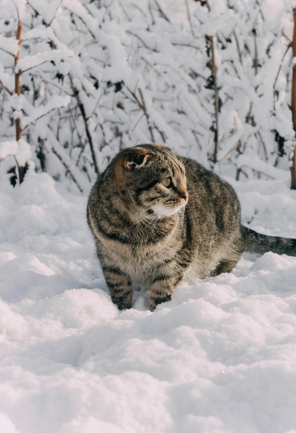 a cat walking through the snow in a wooded area