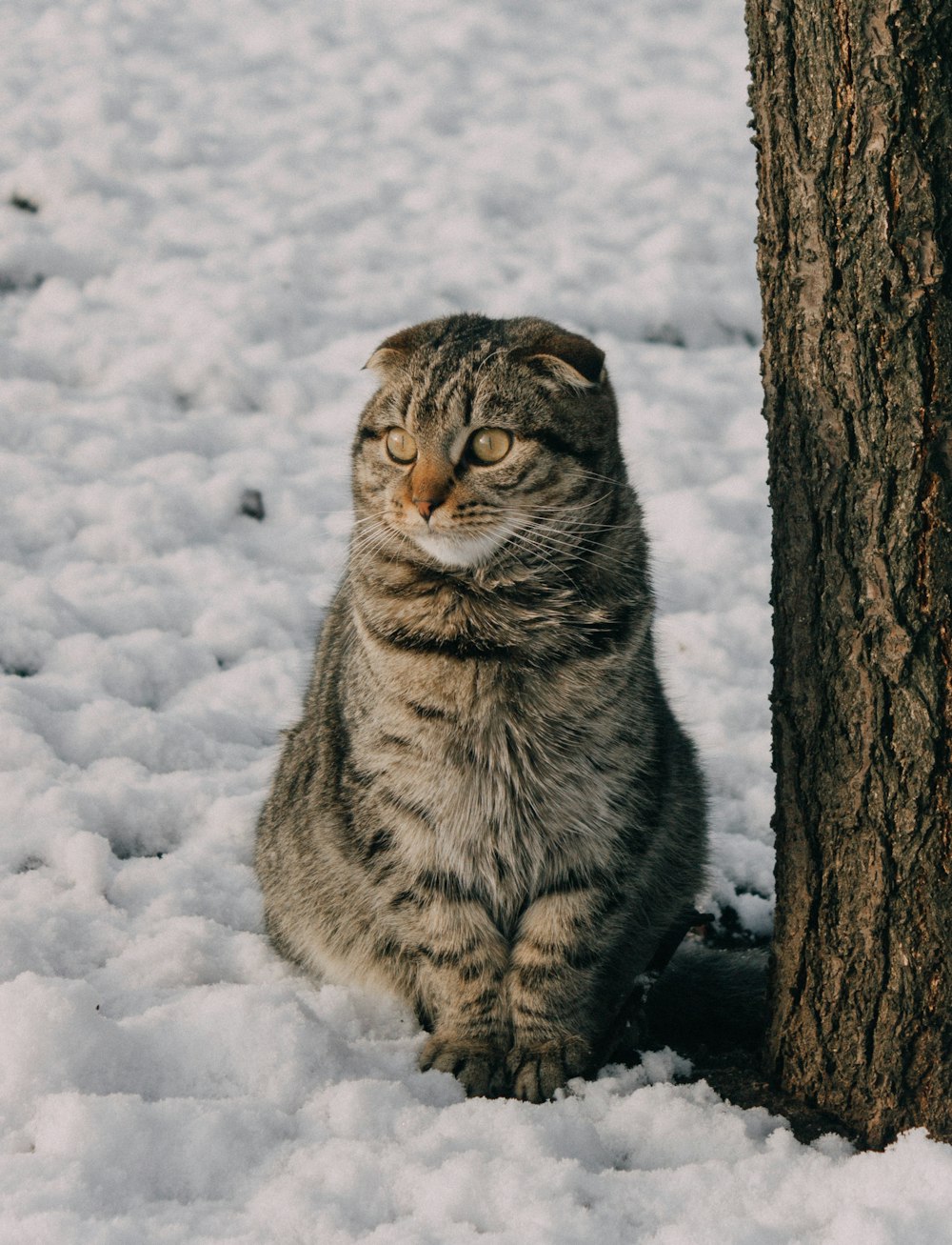 a cat sitting next to a tree in the snow