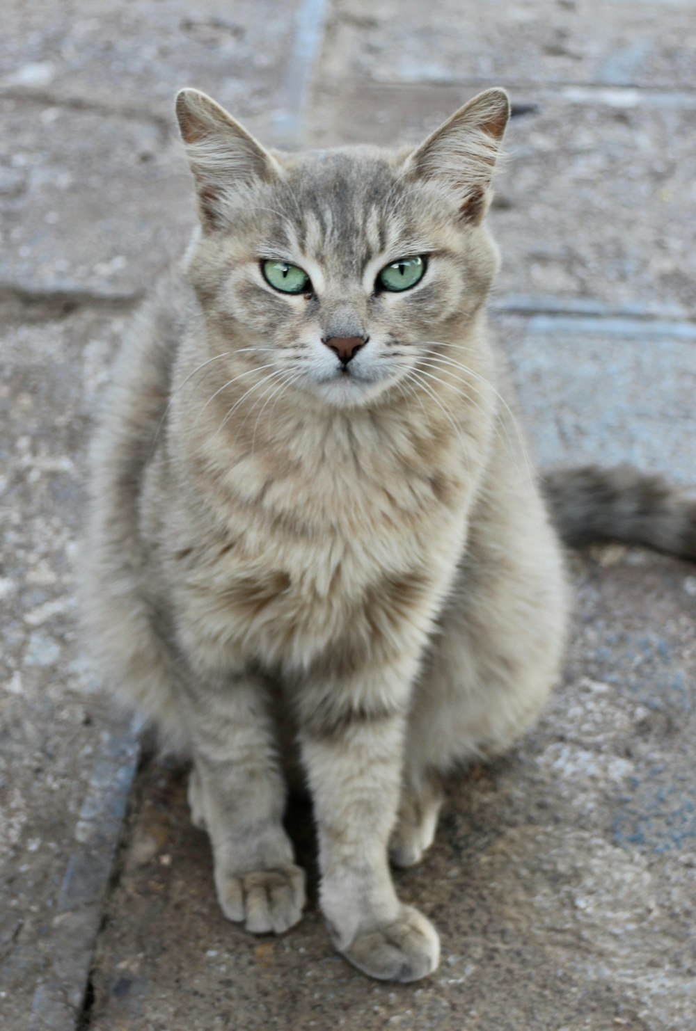 a cat with green eyes sitting on the ground