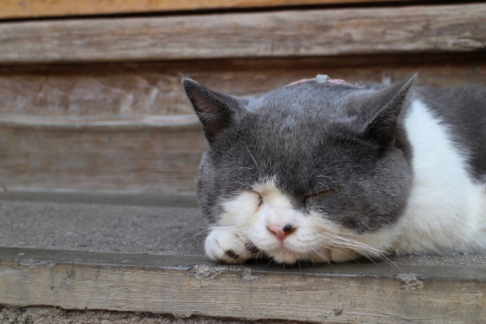 a gray and white cat sleeping on a step