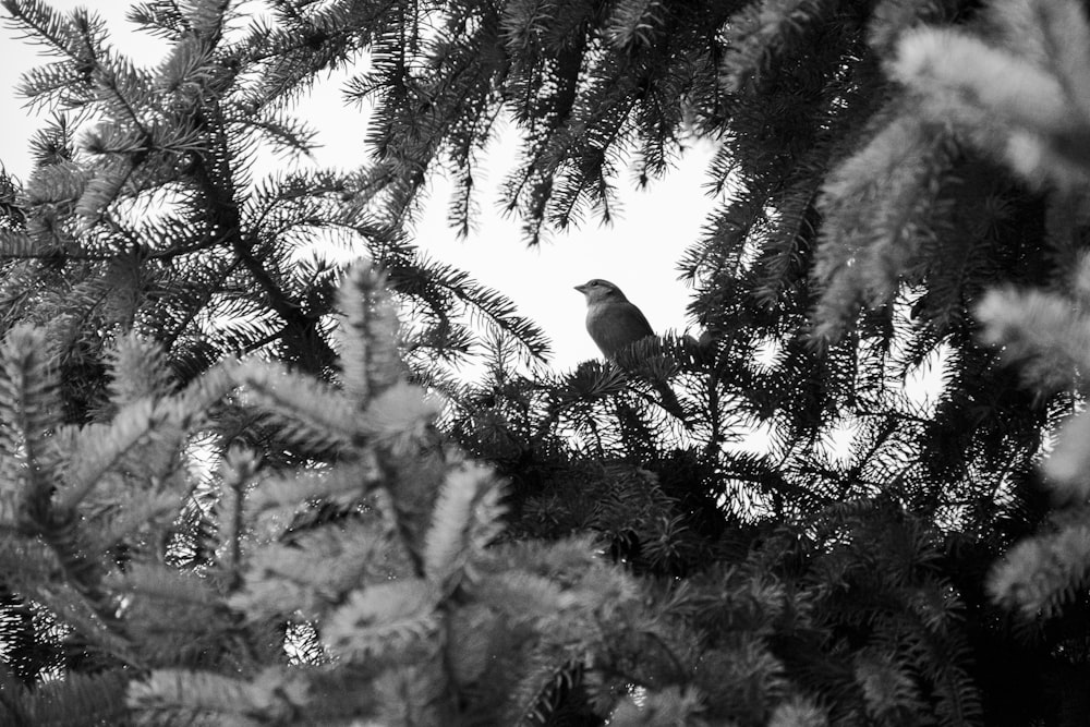 a black and white photo of a bird in a tree