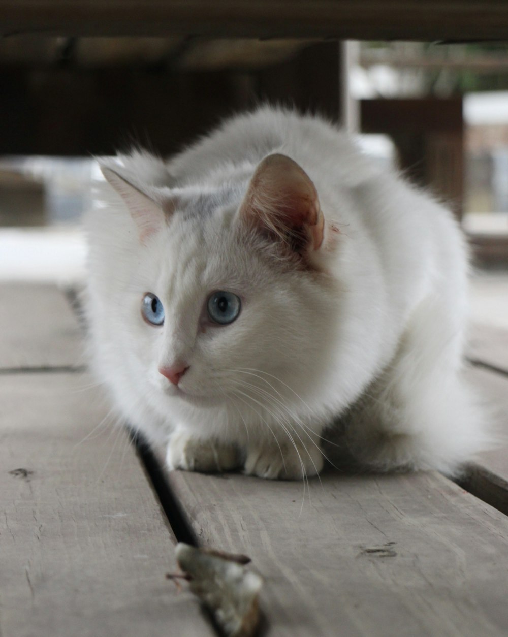 un chat blanc assis sur une table en bois