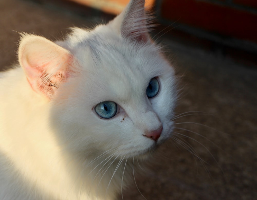 a white cat with blue eyes sitting on the ground