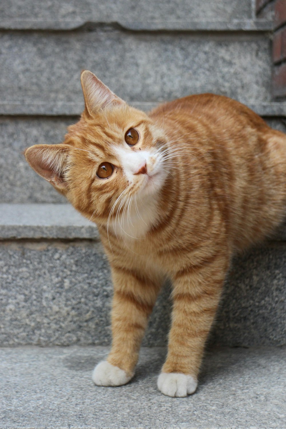 an orange and white cat standing on a set of stairs