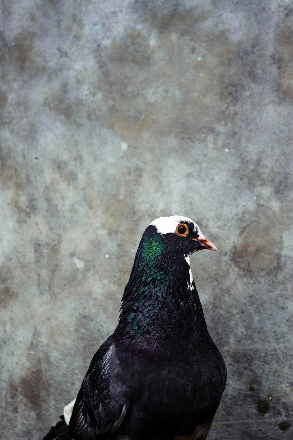 a black and white bird standing on a rock