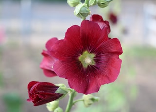 Red Hollyhock Flower