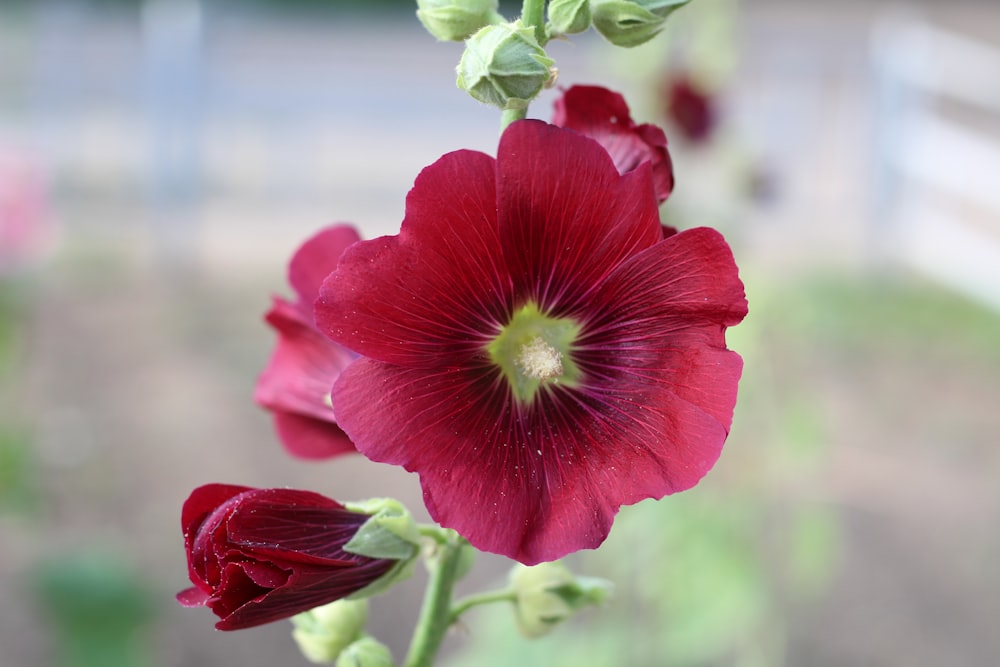 a close up of a flower with a blurry background