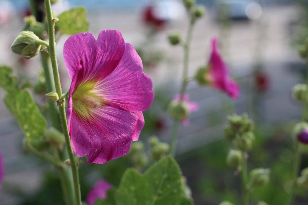 a close up of a pink flower with green leaves