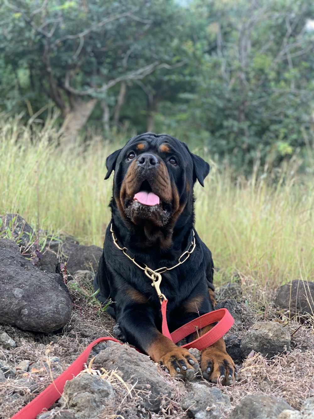 a large black and brown dog laying on top of a field