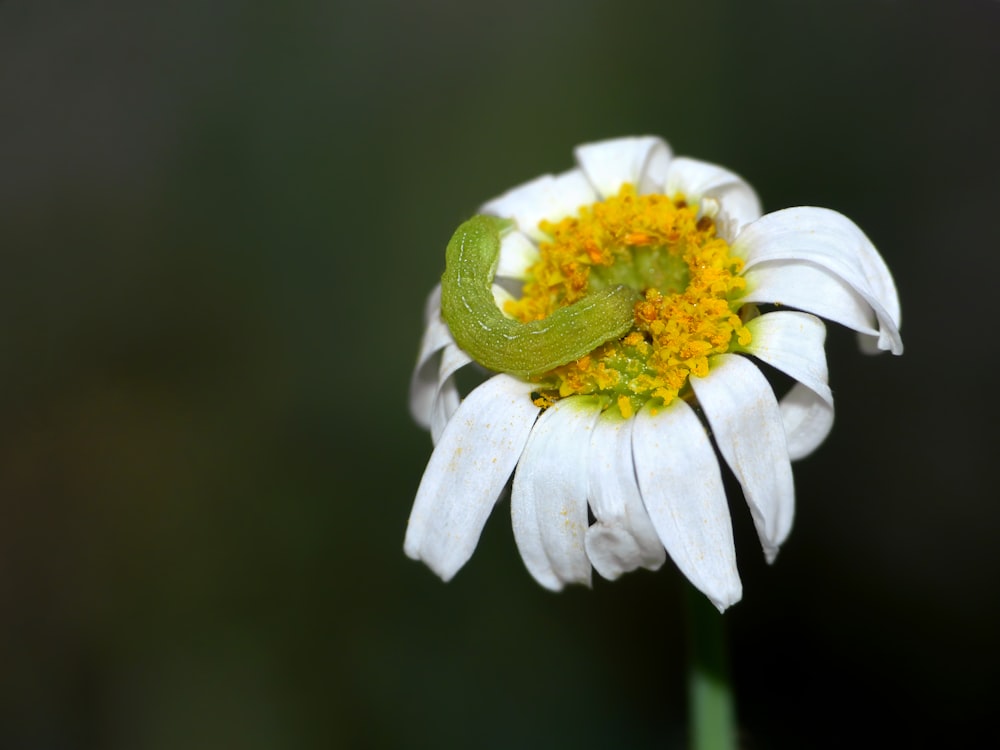 a green bug sitting on top of a white flower