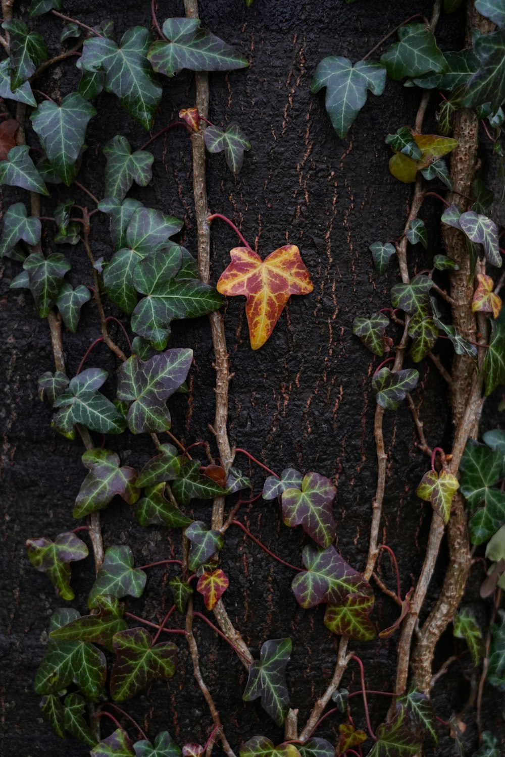 a leaf that is on the side of a tree