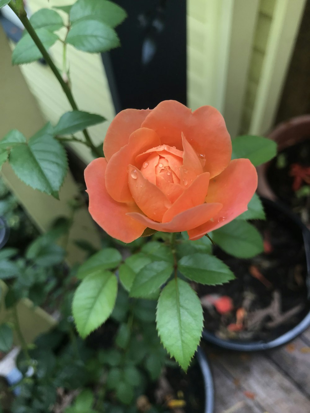 an orange rose in a pot on a porch