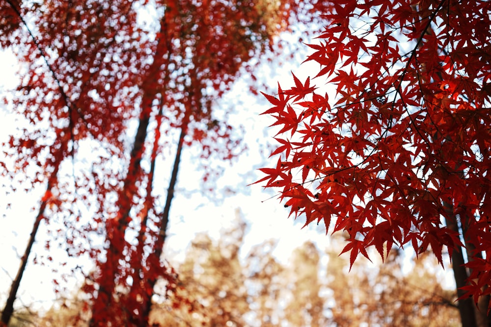 red leaves on a tree in a forest