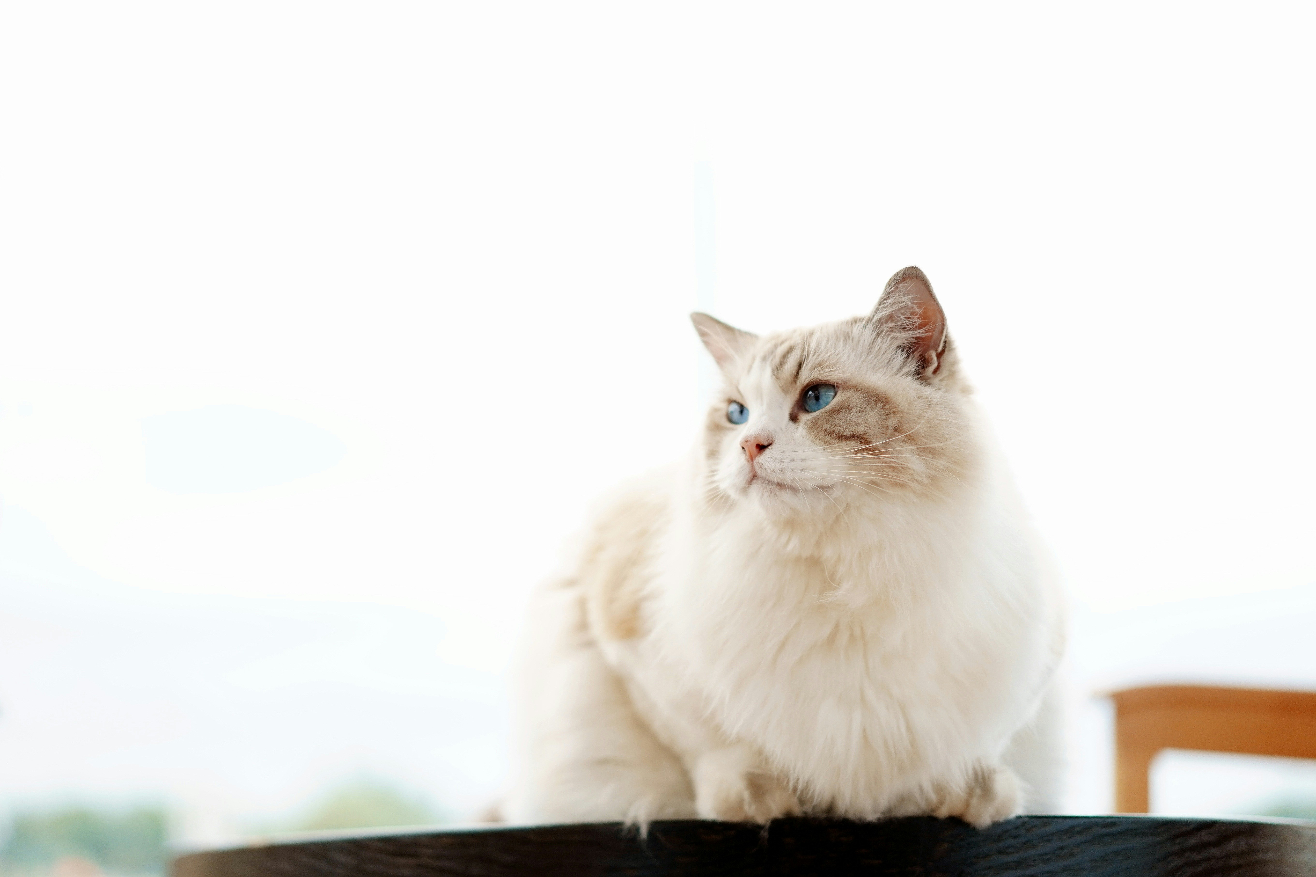 a white cat sitting on top of a wooden table