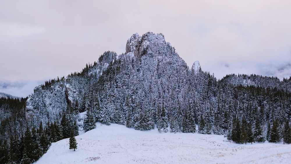 a mountain covered in snow with trees in the foreground