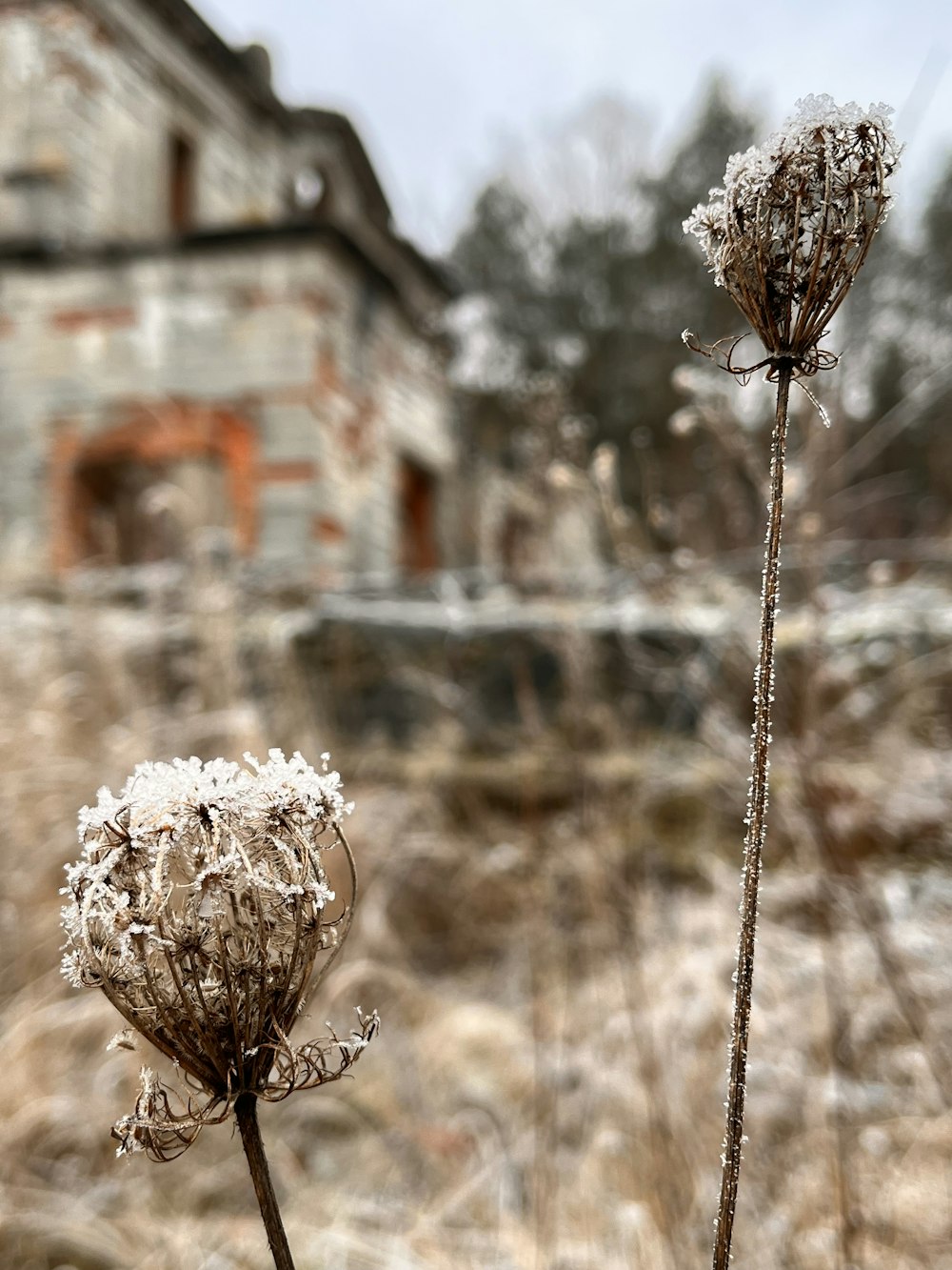 a close up of a plant with a building in the background