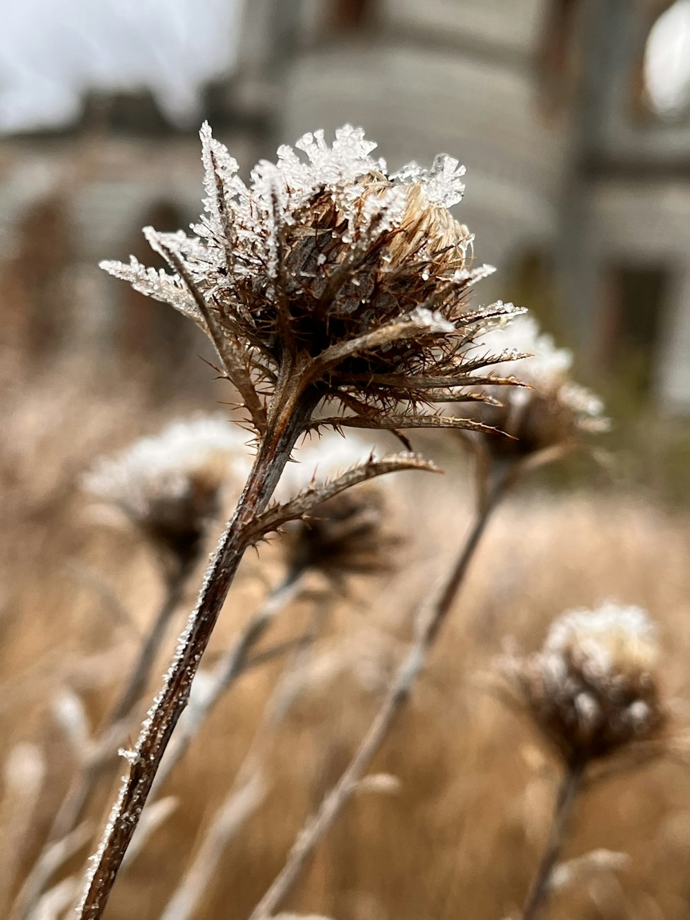 a close up of a plant with a house in the background