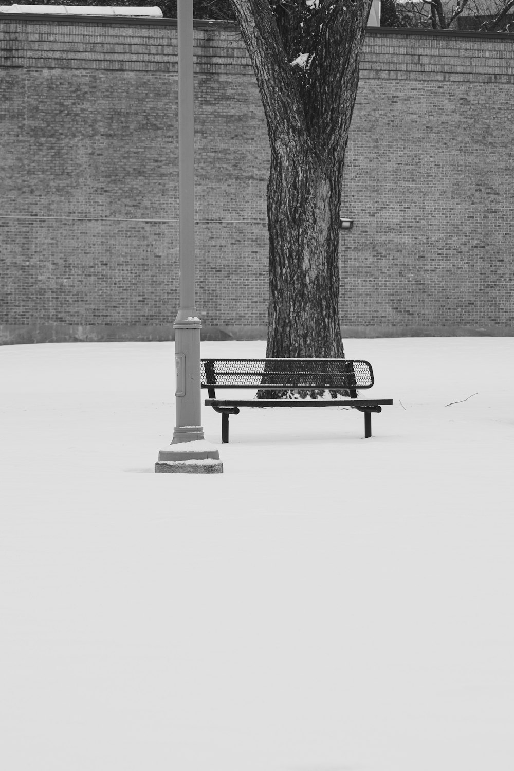 a black and white photo of a bench under a tree