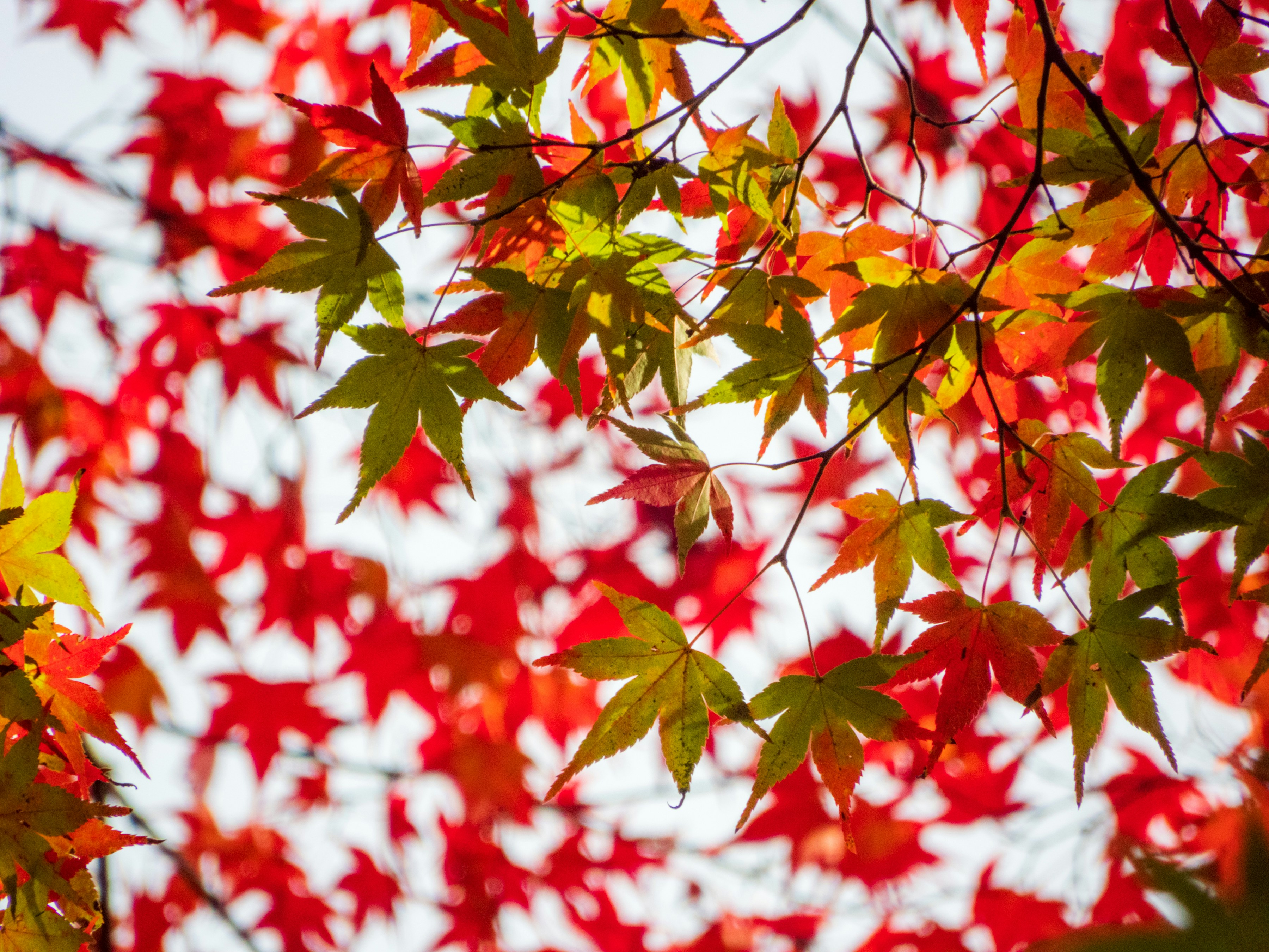 Photo by heppoko_yama